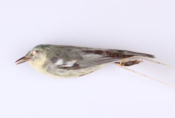 Media type: image;   Ornithology 247754 Description: Dendroica cerulea;  Aspect: lateral
